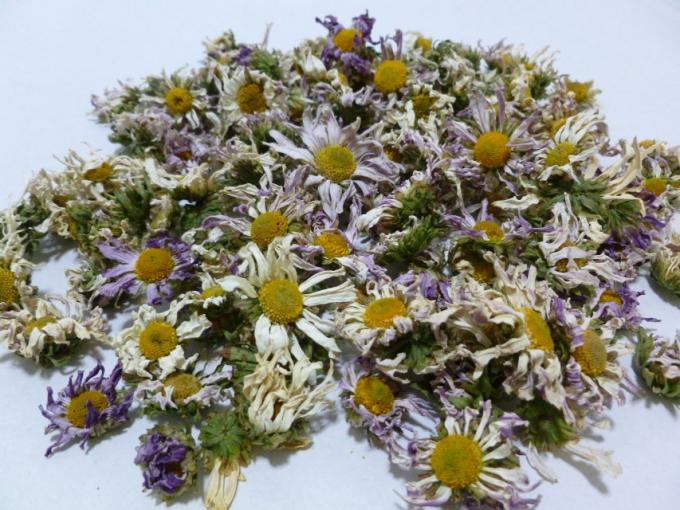 金紫尖野菊花